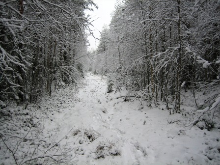 Joulurauhaa