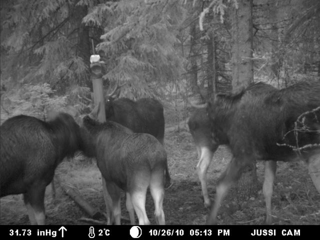 Hirvikarja 26.10.2010 Mattilassa